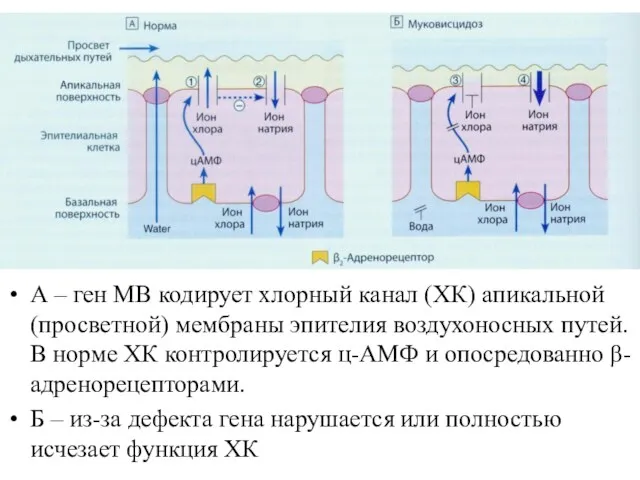 А – ген МВ кодирует хлорный канал (ХК) апикальной (просветной)