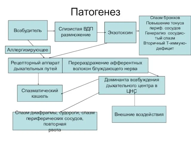 Патогенез Возбудитель Слизистая ВДП размножение Экзотоксин Рецепторный аппарат дыхательных путей