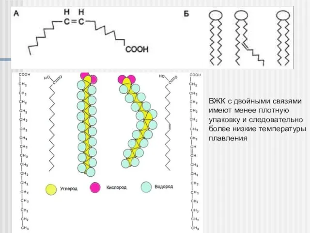 ВЖК с двойными связями имеют менее плотную упаковку и следовательно более низкие температуры плавления