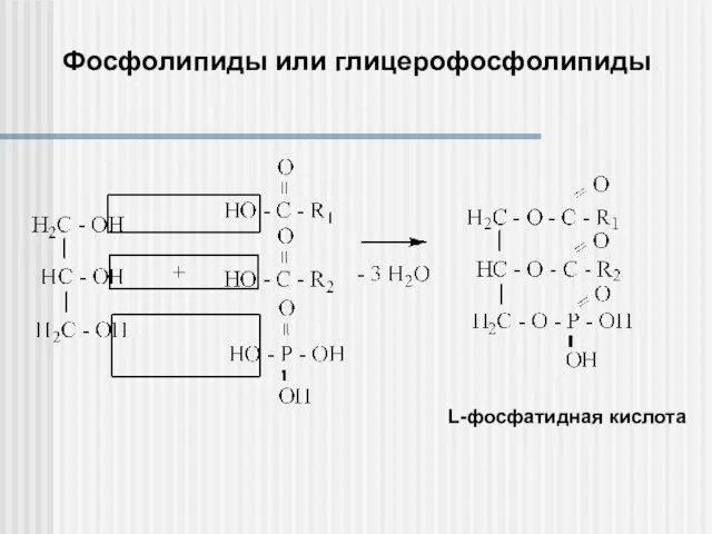 Фосфолипиды или глицерофосфолипиды L-фосфатидная кислота