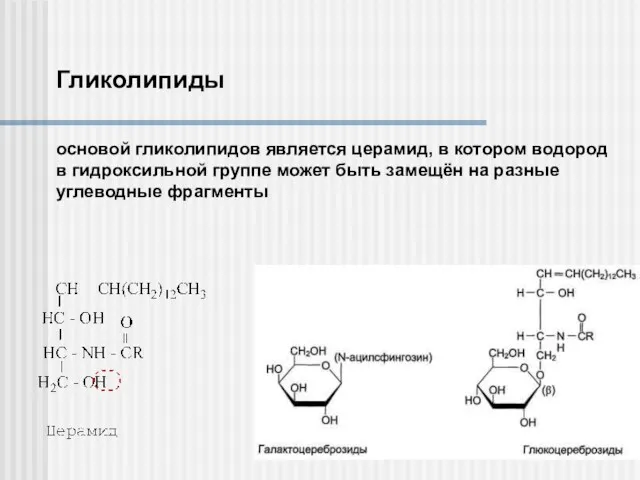 Гликолипиды основой гликолипидов является церамид, в котором водород в гидроксильной
