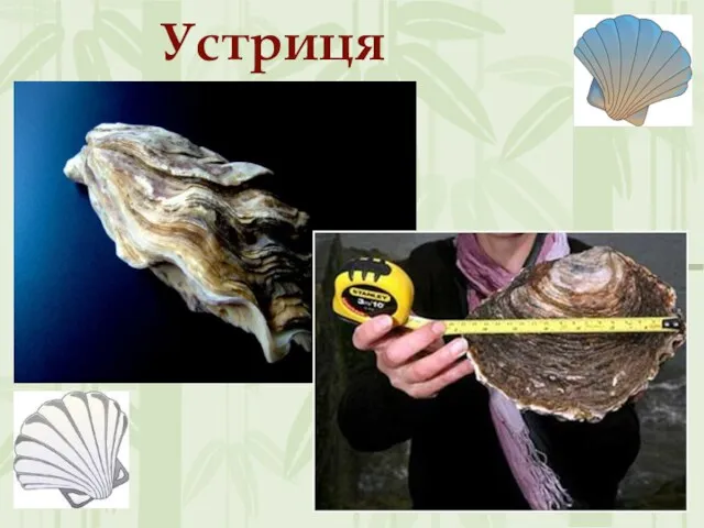 Устриця