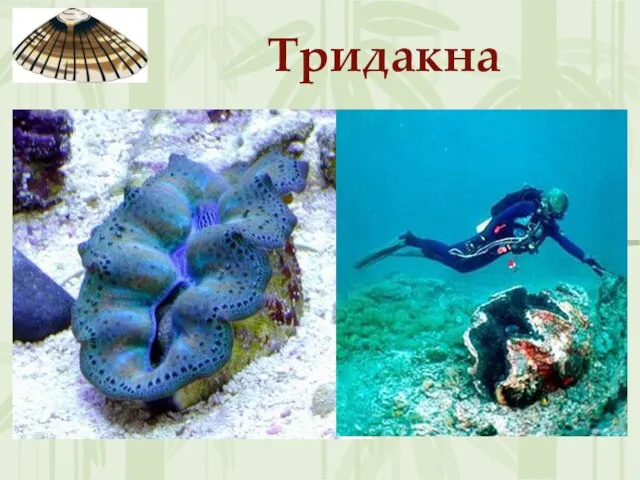 Тридакна