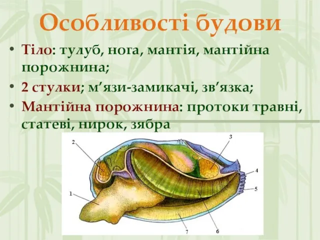 Особливості будови Тіло: тулуб, нога, мантія, мантійна порожнина; 2 стулки;
