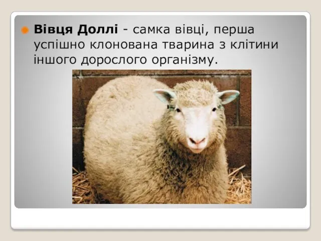 Вівця Доллі - самка вівці, перша успішно клонована тварина з клітини іншого дорослого організму.