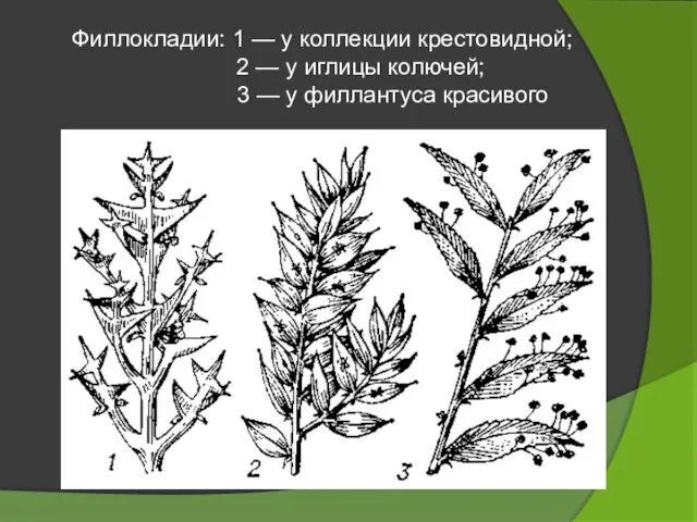 Филлокладии: 1 — у коллекции крестовидной; 2 — у иглицы колючей; 3 — у филлантуса красивого