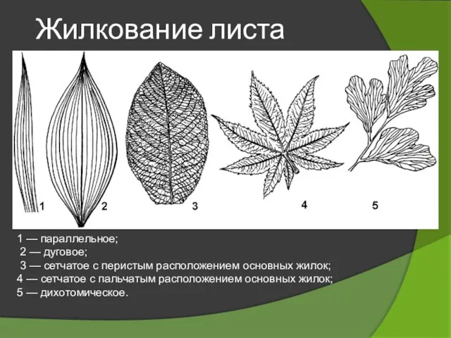 Жилкование листа 1 — параллельное; 2 — дуговое; 3 —