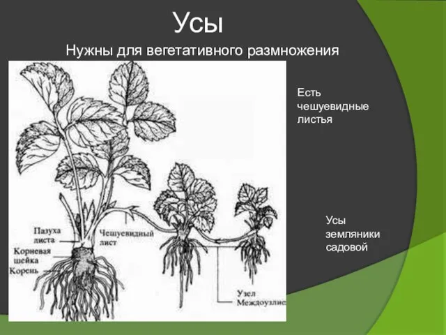 Усы Нужны для вегетативного размножения Усы земляники садовой Есть чешуевидные листья