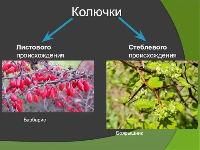 Колючки Листового происхождения Стеблевого происхождения Барбарис Боярышник