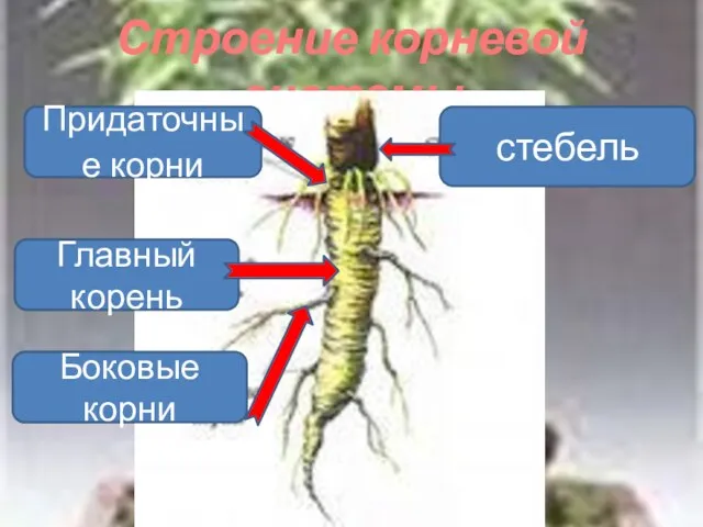 Строение корневой системы Главный корень Придаточные корни стебель Боковые корни