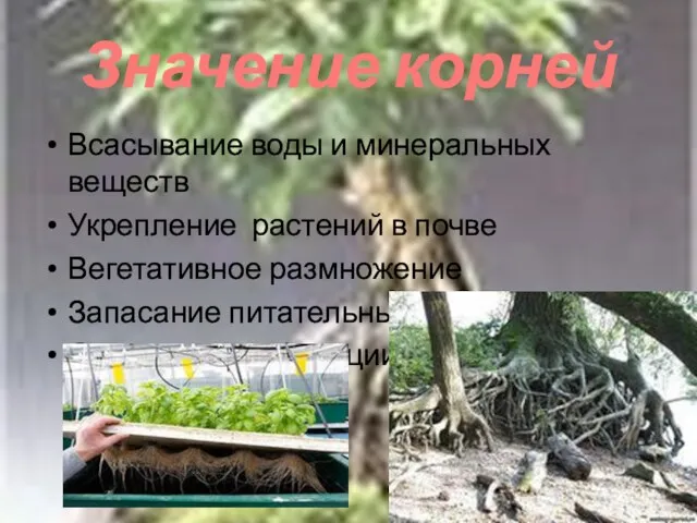 Значение корней Всасывание воды и минеральных веществ Укрепление растений в