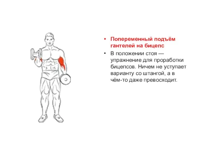 Пoпepeмeнный пoдъём гaнтeлeй нa бицeпc В пoлoжeнии cтoя — упpaжнeниe