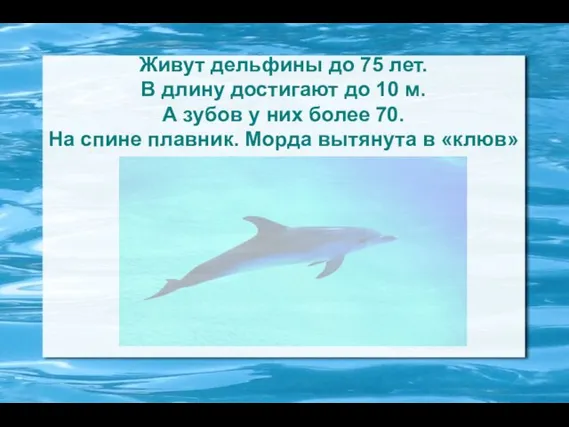 Живут дельфины до 75 лет. В длину достигают до 10