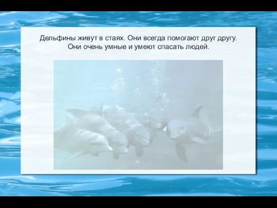 Дельфины живут в стаях. Они всегда помогают друг другу. Они очень умные и умеют спасать людей.