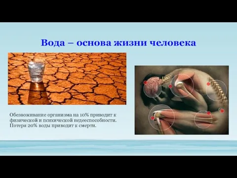 Вода – основа жизни человека Обезвоживание организма на 10% приводит