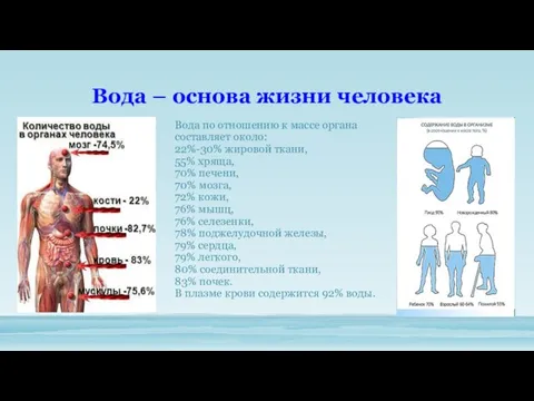 Вода – основа жизни человека Вода по отношению к массе