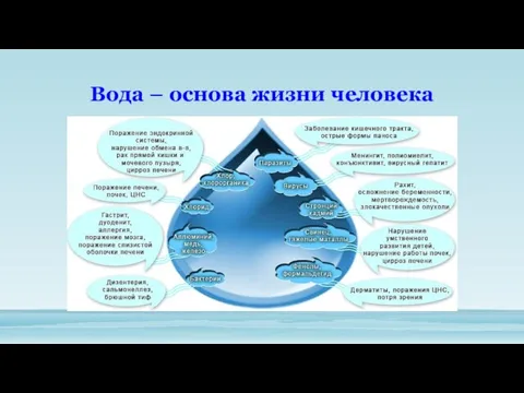 Вода – основа жизни человека