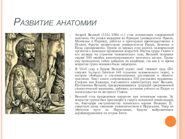 Развитие анатомии Андрей Везалий (1514-1564 гг.) стал основателем современной анатомии.