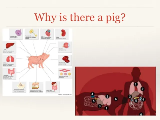 Why is there a pig?