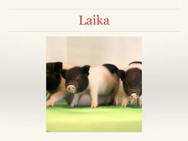 Laika