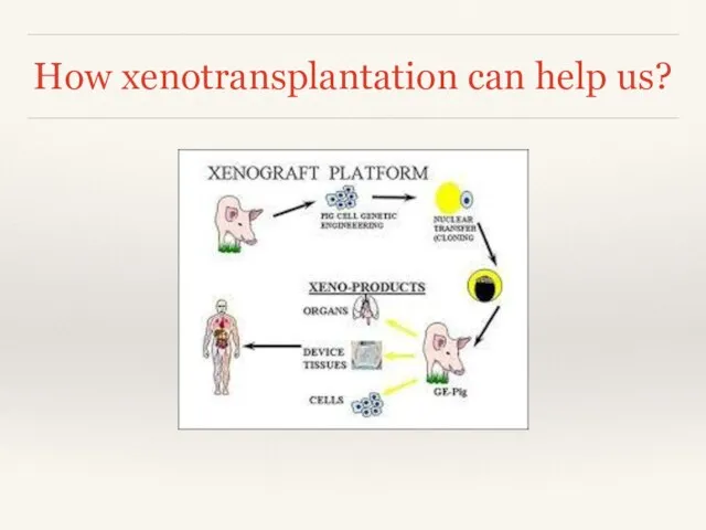 How xenotransplantation can help us?