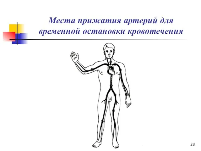 Места прижатия артерий для временной остановки кровотечения