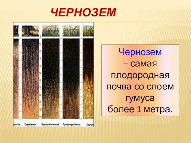 ЧЕРНОЗЕМ Чернозем – самая плодородная почва со слоем гумуса более 1 метра.