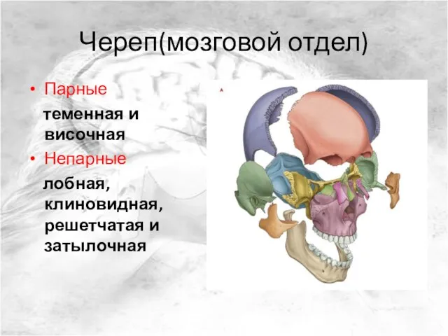 Череп(мозговой отдел) Парные теменная и височная Непарные лобная, клиновидная, решетчатая и затылочная