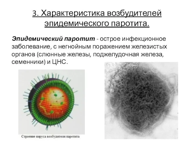 3. Характеристика возбудителей эпидемического паротита. Эпидемический паротит - острое инфекционное