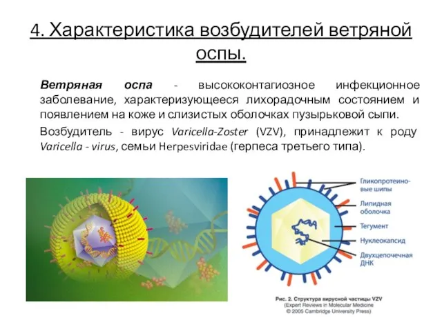 4. Характеристика возбудителей ветряной оспы. Ветряная оспа - высококонтагиозное инфекционное