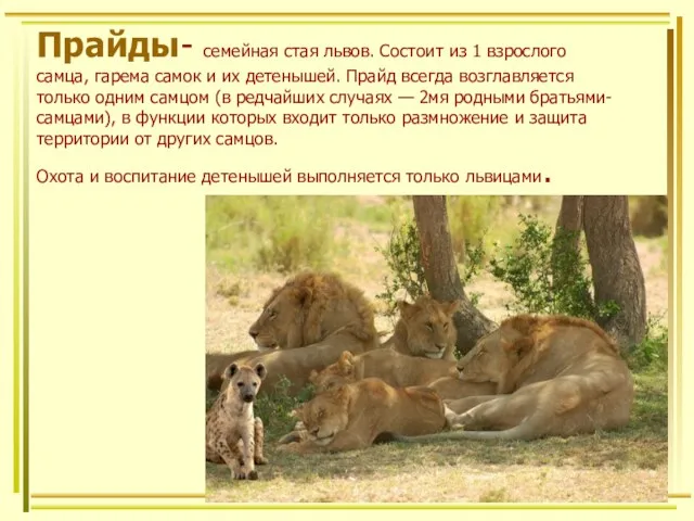 Прайды- семейная стая львов. Состоит из 1 взрослого самца, гарема