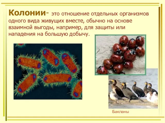 Колонии- это отношение отдельных организмов одного вида живущих вместе, обычно