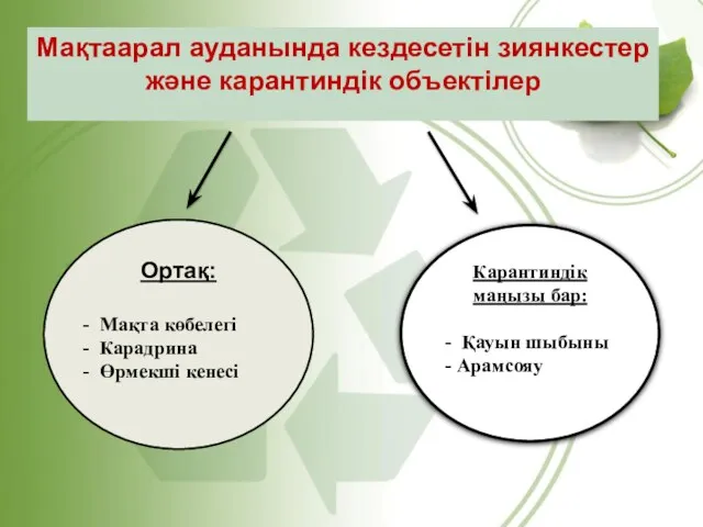 Мақтаарал ауданында кездесетін зиянкестер және карантиндік объектілер Ортақ: Мақта көбелегі