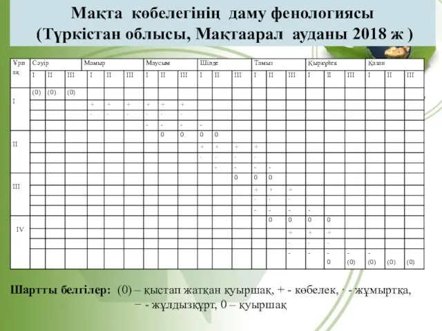 Мақта көбелегінің даму фенологиясы (Түркістан облысы, Мақтаарал ауданы 2018 ж ) Шартты белгілер: