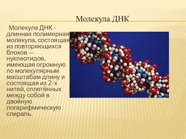 Молекула ДНК - длинная полимерная молекула, состоящая из повторяющихся блоков —нуклеотидов, имеющая огромную