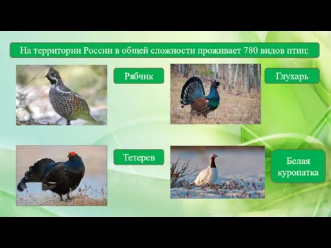 На территории России в общей сложности проживает 780 видов птиц: Рябчик Глухарь Тетерев Белая куропатка