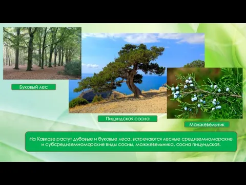 На Кавказе растут дубовые и буковые леса, встречаются лесные средиземноморские