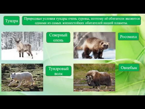 Тундра Северный олень Росомаха Природные условия тундры очень суровы, поэтому