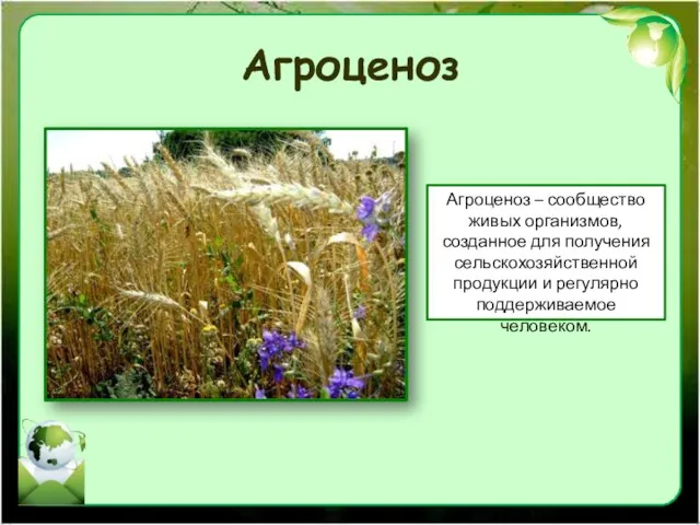 Агроценоз Агроценоз – сообщество живых организмов, созданное для получения сельскохозяйственной продукции и регулярно поддерживаемое человеком.