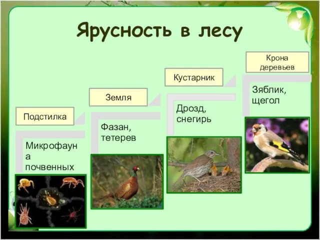 Ярусность в лесу Подстилка Земля Кустарник Крона деревьев