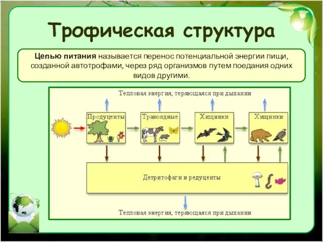 Трофическая структура Цепью питания называется перенос потенциальной энергии пищи, созданной