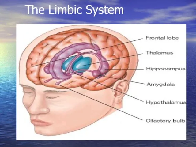 The Limbic System