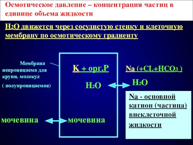 мочевина мочевина Na (+CL+HCO3 ) H2O H2O K + орг.P