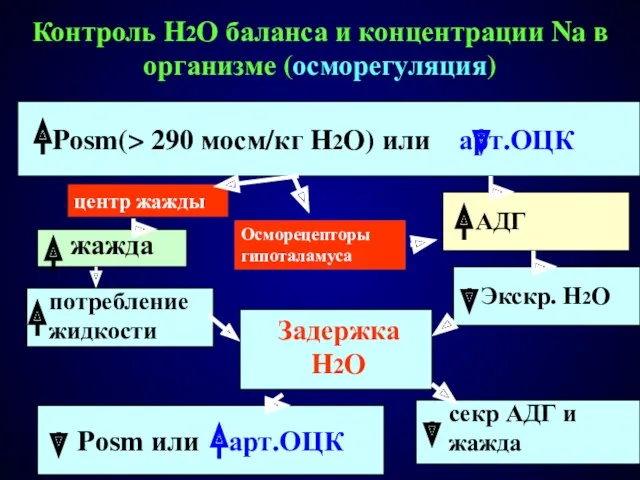 Контроль H2O баланса и концентрации Na в организме (осморегуляция) Pоsm(>