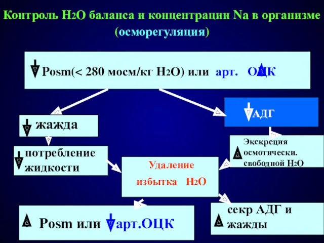 Контроль H2O баланса и концентрации Na в организме (осморегуляция) Pоsm(