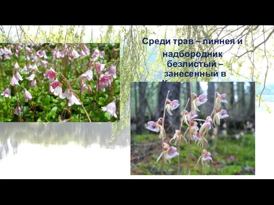 Среди трав – линнея и надбородник безлистый – занесенный в Красную книгу России