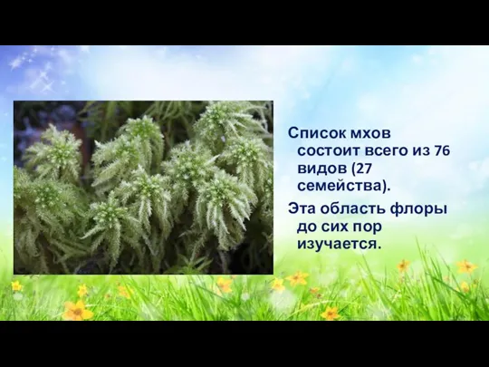 Список мхов состоит всего из 76 видов (27 семейства). Эта область флоры до сих пор изучается.