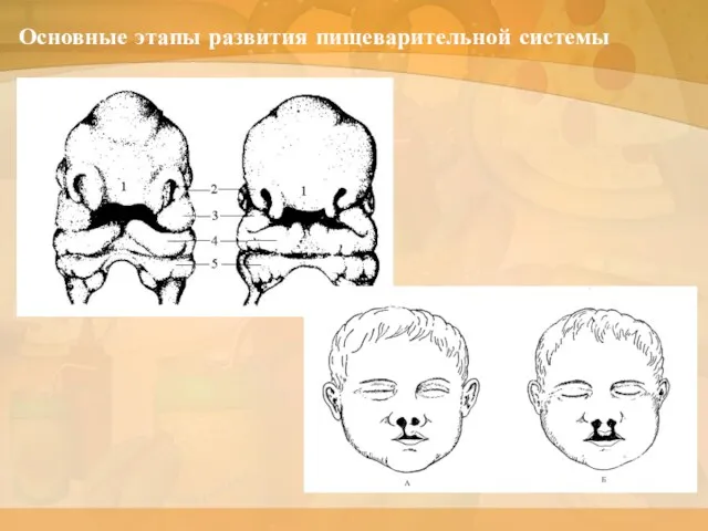 Основные этапы развития пищеварительной системы