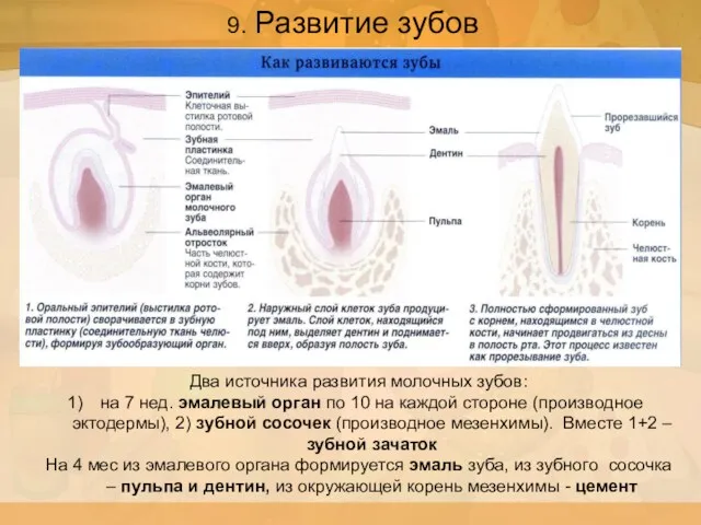 9. Развитие зубов Два источника развития молочных зубов: на 7