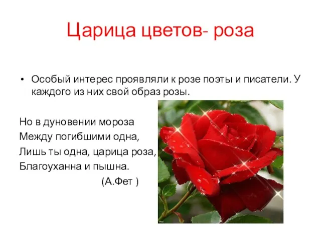 Царица цветов- роза Особый интерес проявляли к розе поэты и писатели. У каждого